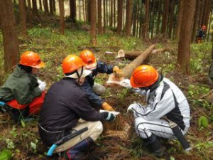 切り口を見るとツルの状態がよくわかります