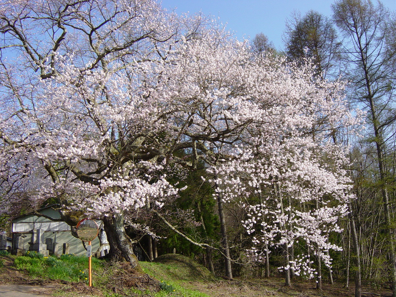 小川村「立屋の桜」と「番所の桜」の保全