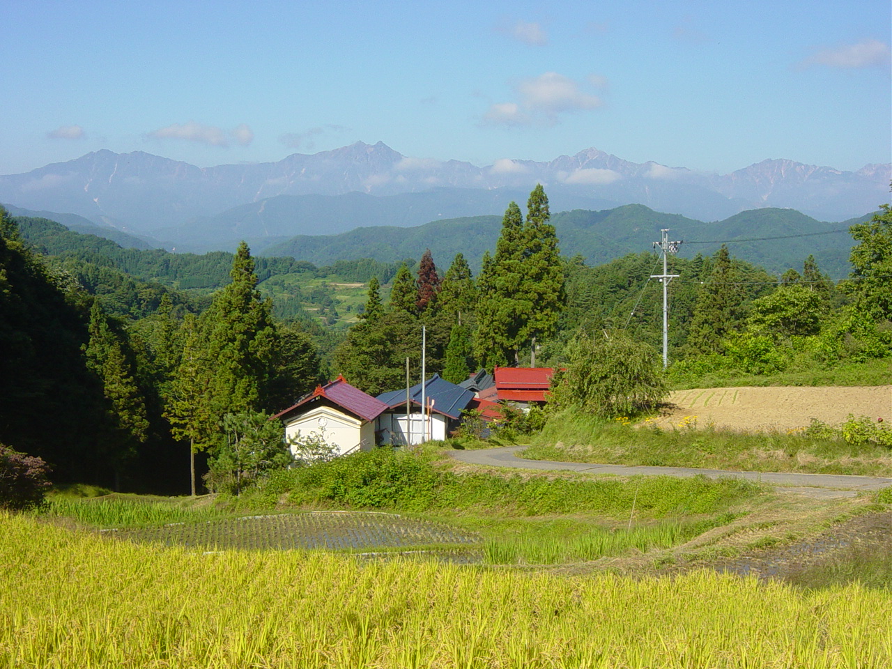 棚田でお米づくり